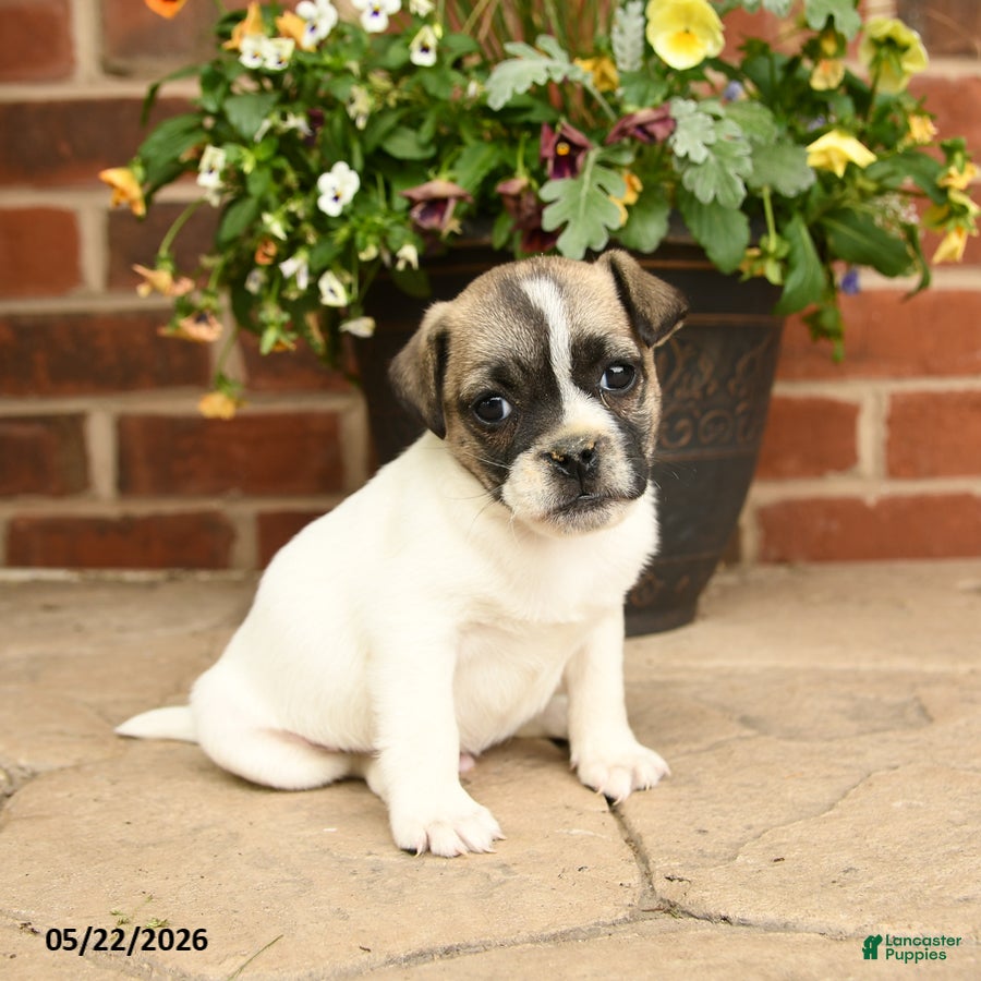 Jug dogs Buddy - Ad 1