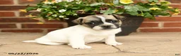 Jug dogs for sale: Buddy - Ad 1