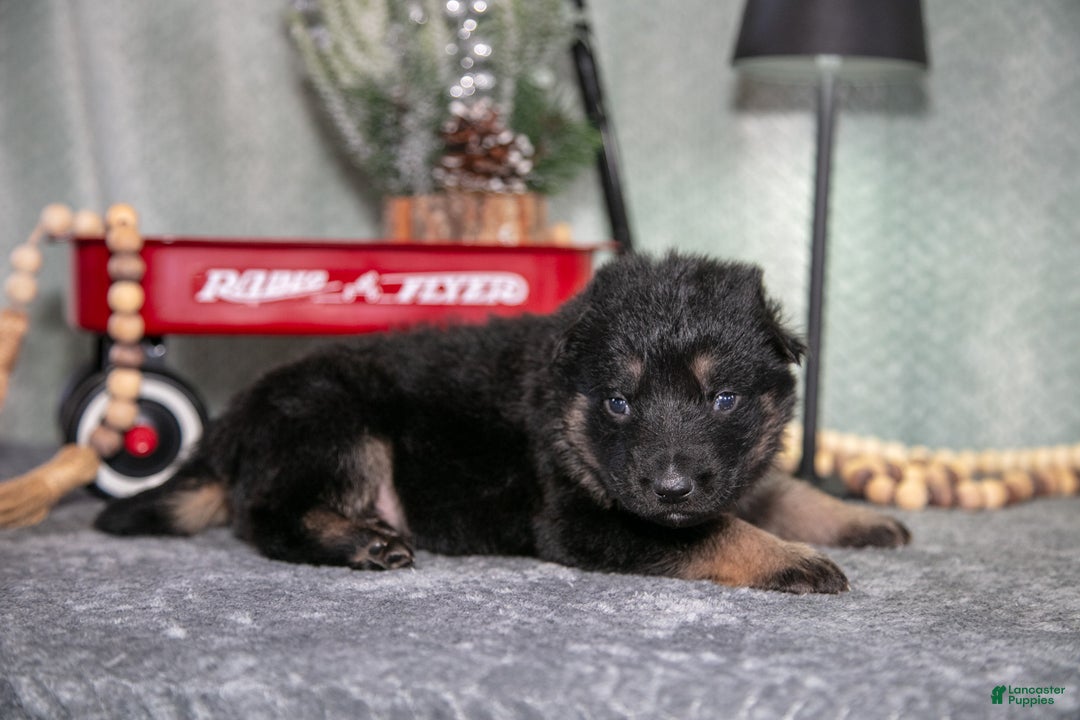 German Shepherd dogs for sale: Landon - Ad 2