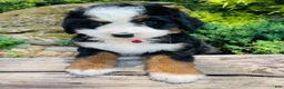 Bernedoodle dogs for sale: Peach Bellini - ultra Bernedoodle  - Ad 13