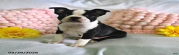 Boston Terrier dogs for sale: Dusty - Ad 1