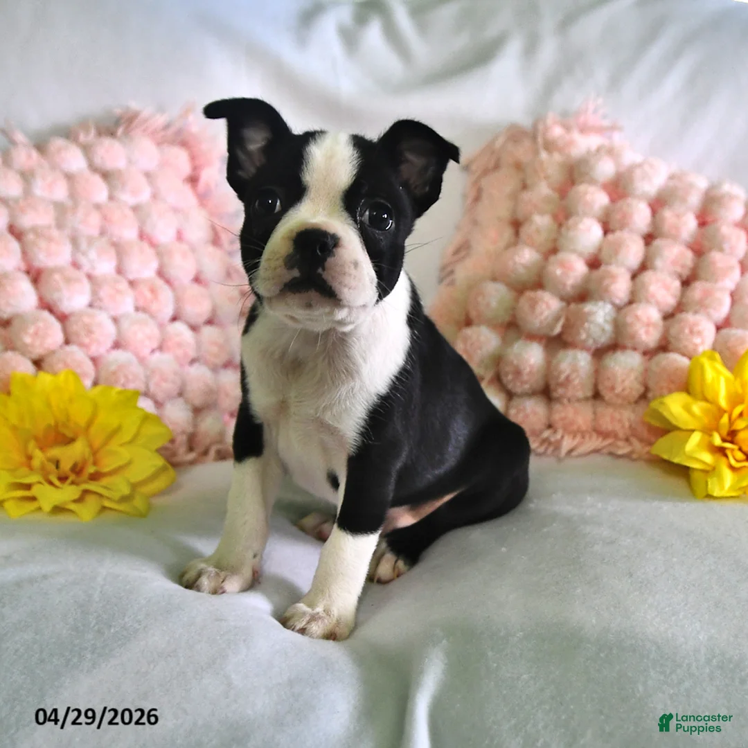 Boston Terrier dogs for sale: Dusty - Ad 1