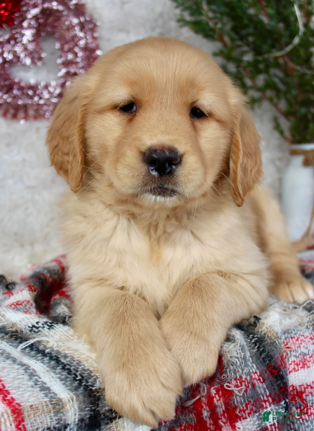 Golden Retriever dogs for sale: Mandy - Ad 1