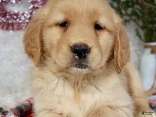 Golden Retriever dogs for sale: Mandy - Ad 4