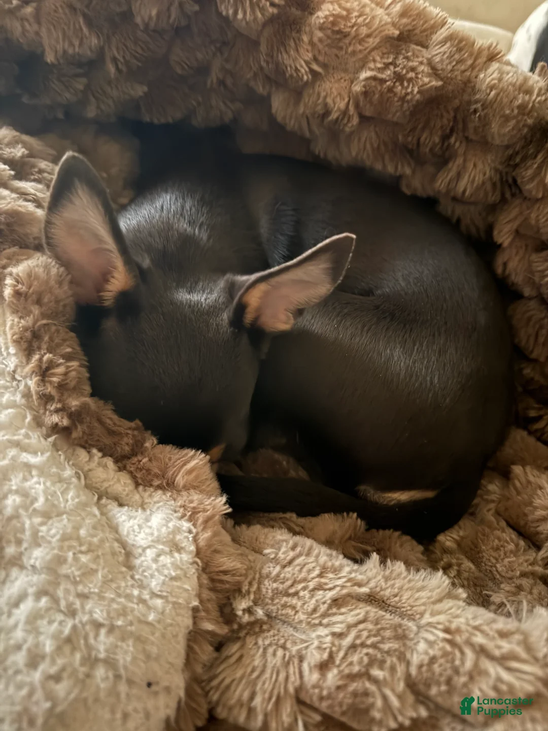 Chihuahua dogs for sale: Chihuahua Puppy 1 - Ad 1