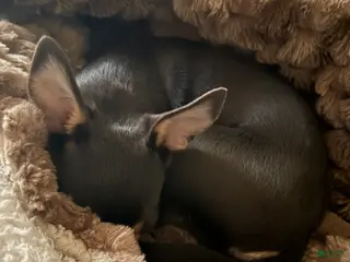 Chihuahua dogs Chihuahua Puppy 1 - Ad 4