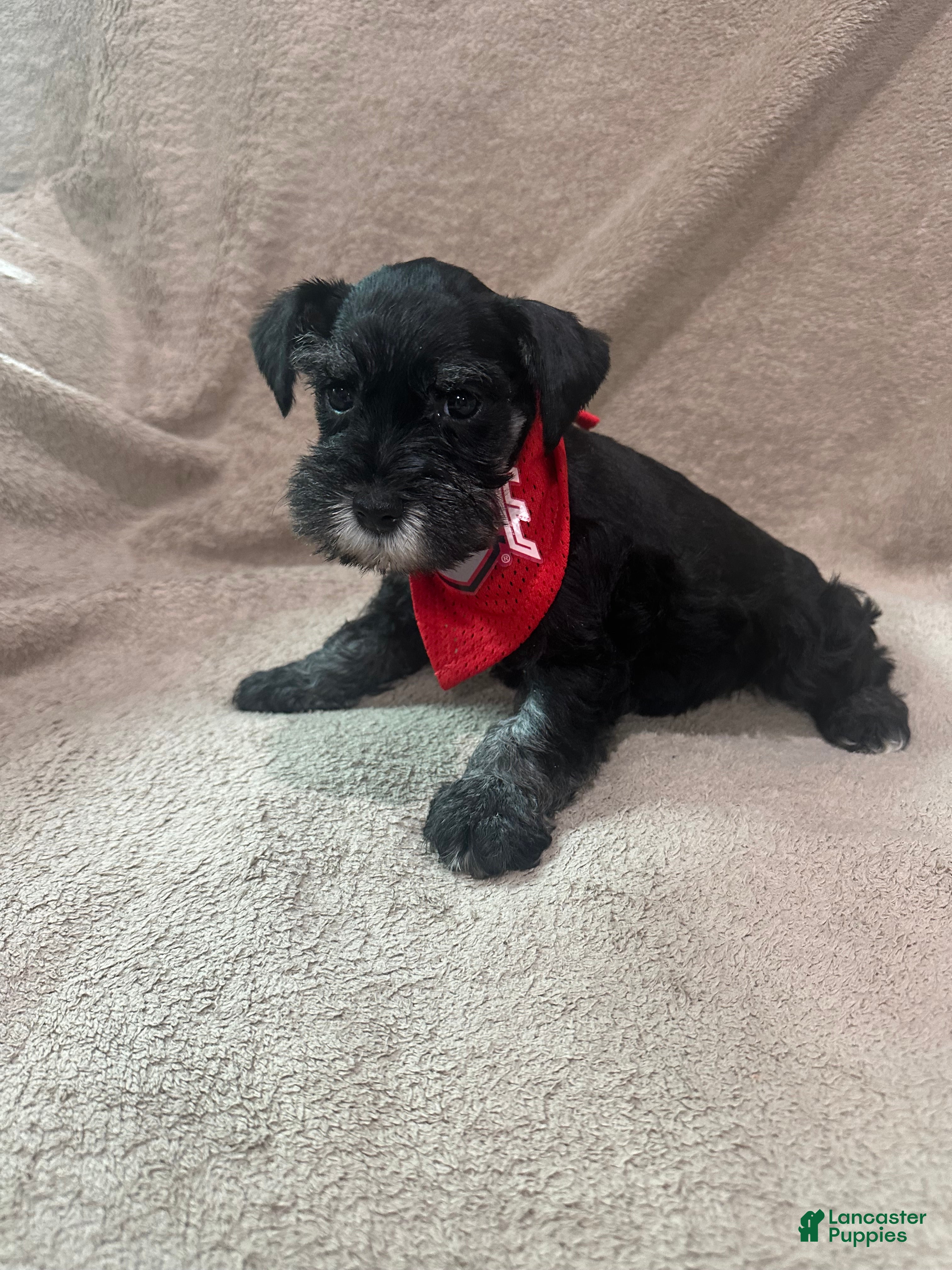 Miniature Schnauzer dogs Bennie - Ad 30