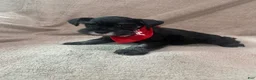 Miniature Schnauzer dogs for sale: Bennie - Ad 1