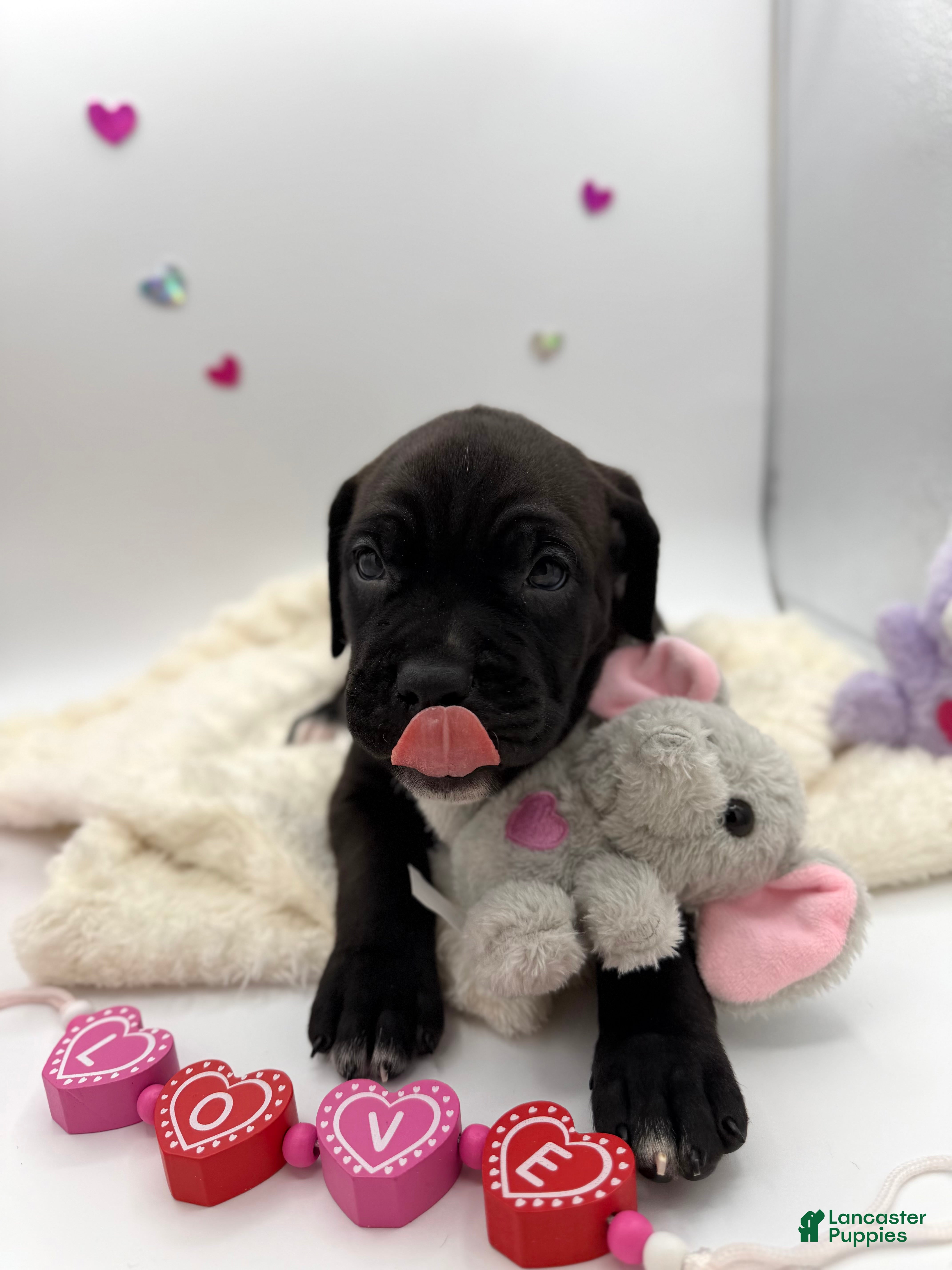 Cane Corso dogs Cane Corso Puppy 10 - Ad 7