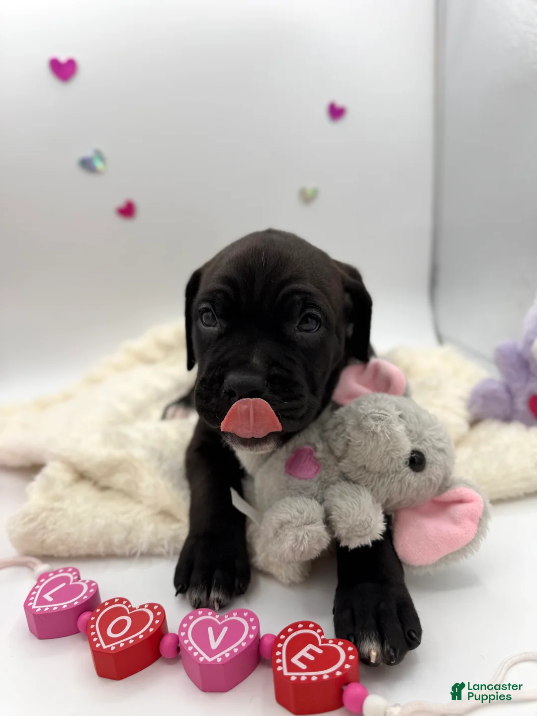 Cane Corso dogs for sale: Cane Corso Puppy 10 - Ad 1