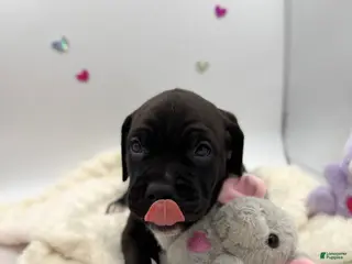 Cane Corso dogs Cane Corso Puppy 10 - Ad 7