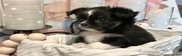 Chihuahua dogs for sale: Seryph - Ad 4