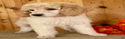 Standard Poodle dogs for sale: Lucy - Ad 4