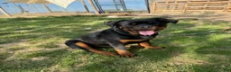 Rottweiler dogs for sale: Black Collar - Ad 2