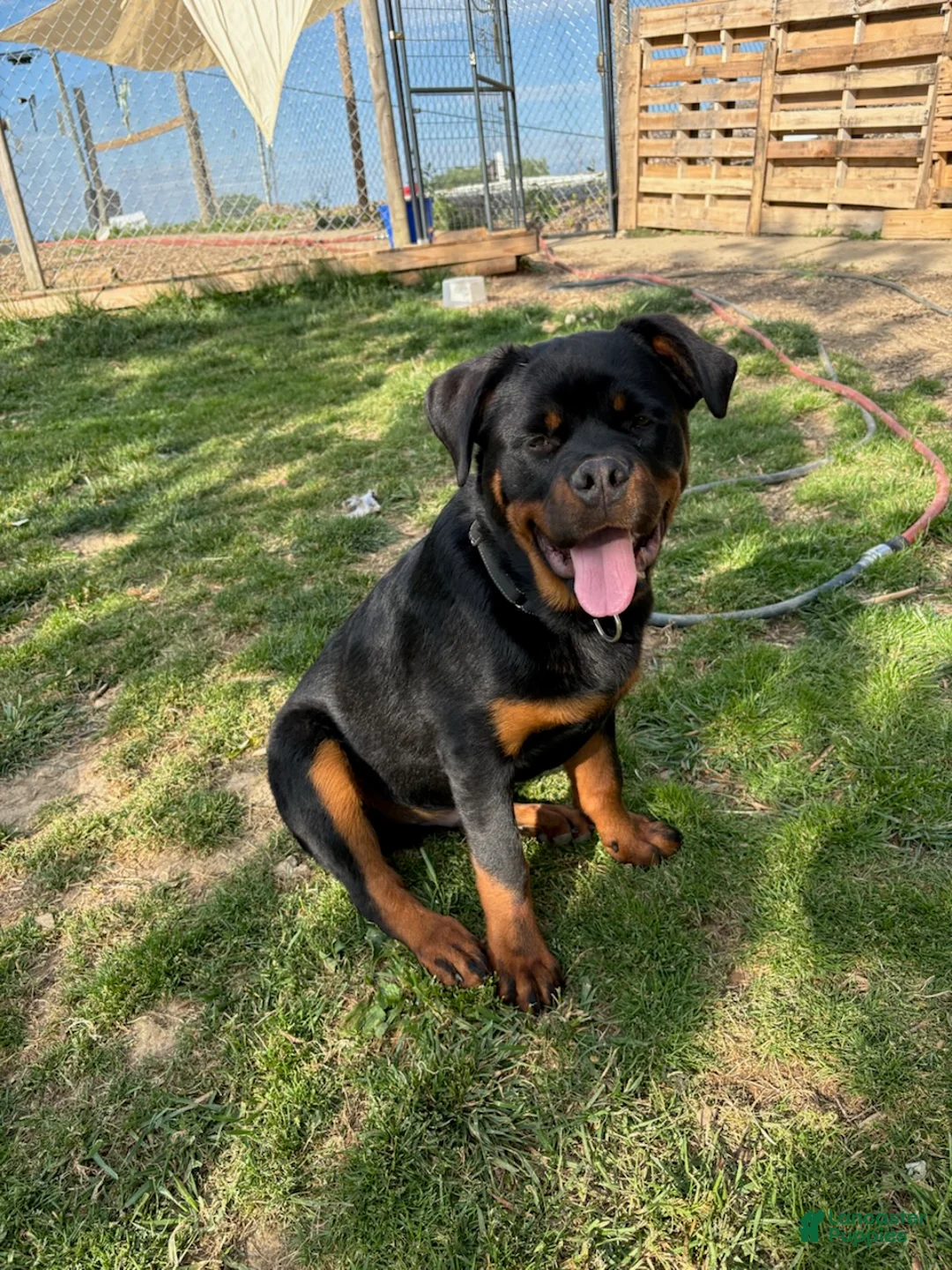 Rottweiler dogs for sale: Black Collar - Ad 2