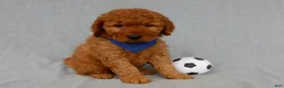 Mini Goldendoodle dogs for sale: Finley-MEDIUM - Ad 5