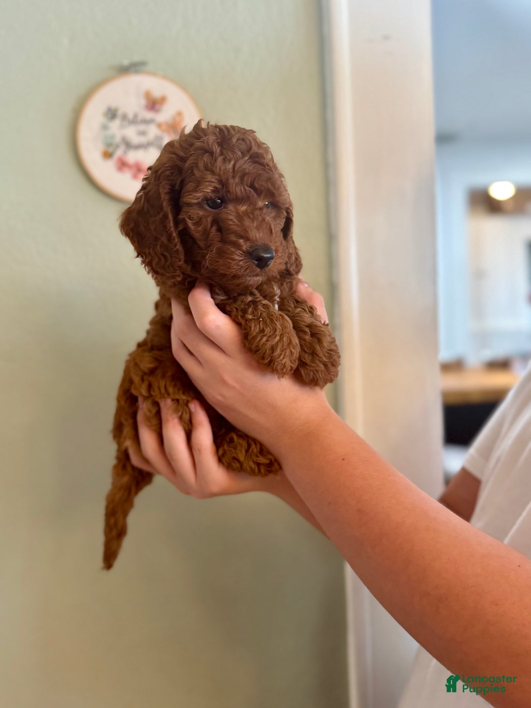 Mini Goldendoodle dogs for sale: Mini Goldendoodle Puppy 1 - Ad 5
