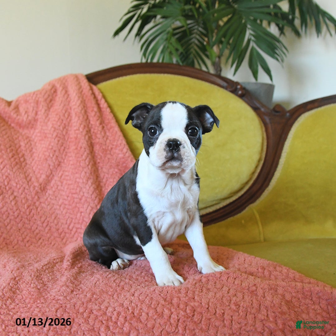 Boston Terrier dogs for sale: Comet - Ad 4