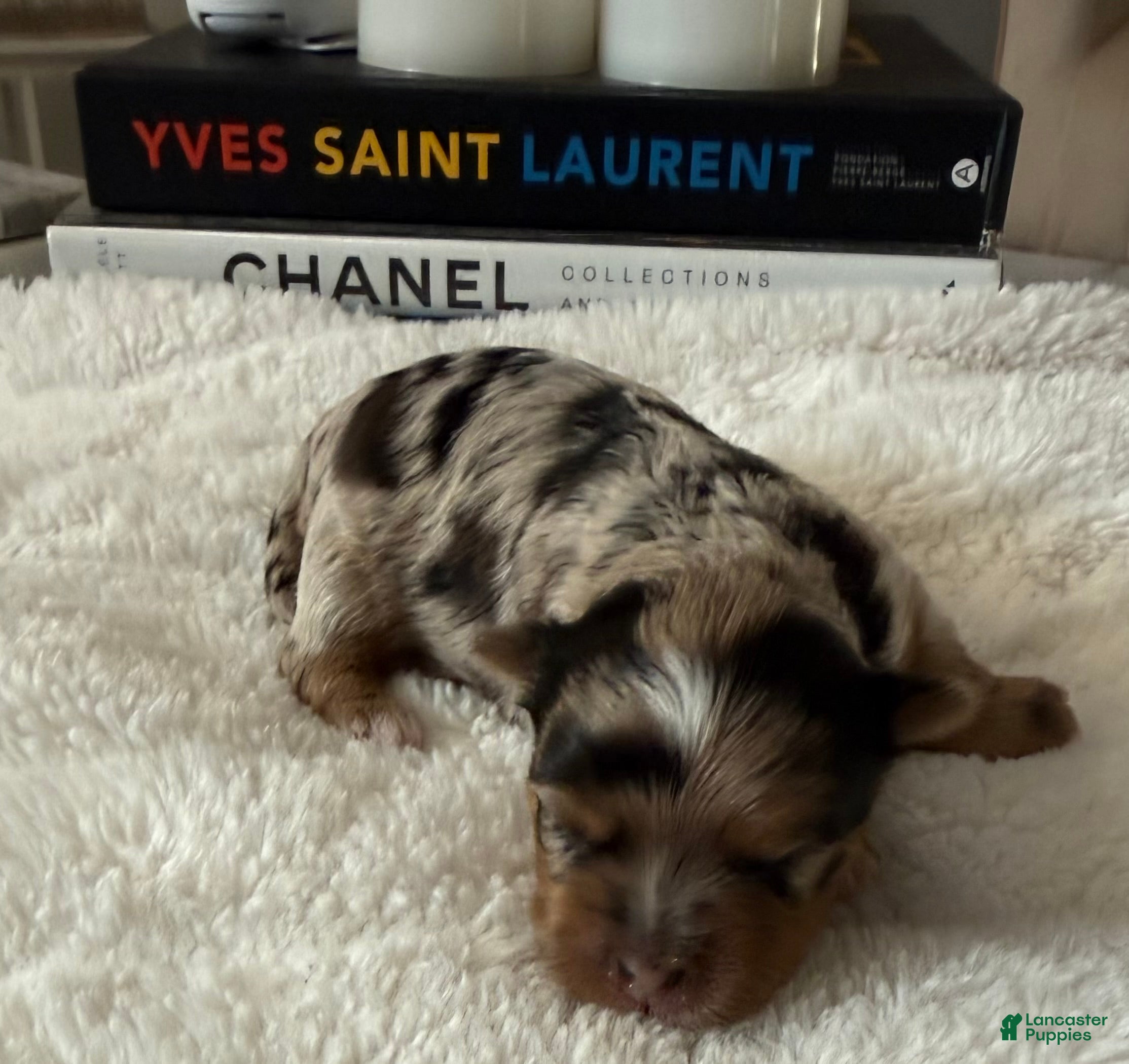 Yorkshire Terrier dogs Zuri - Ad 1