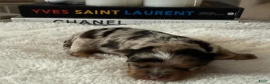 Zuri