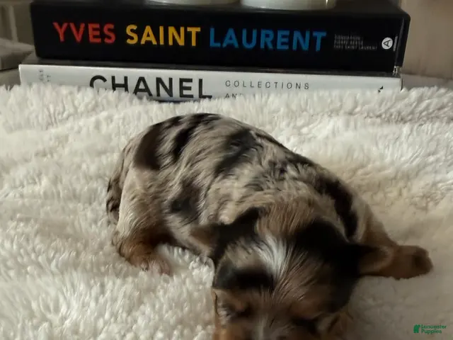 Yorkshire Terrier dogs Zuri - Ad 1