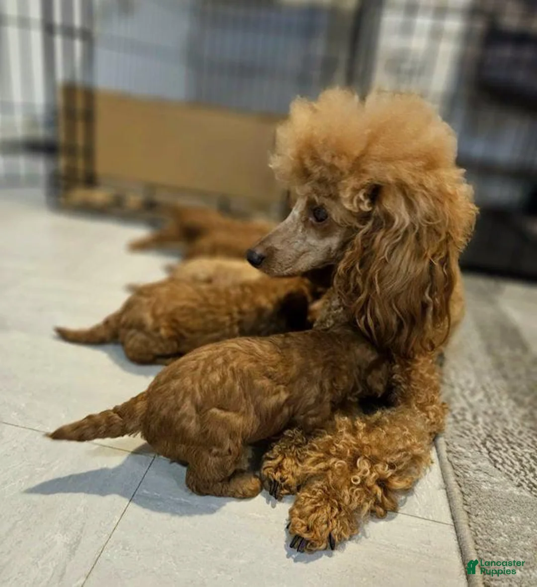 Toy Poodle dogs for sale: Toy Poodle Puppy 4 - Ad 3
