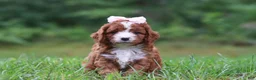 Cavapoo dogs for sale: Wilma - Ad 6