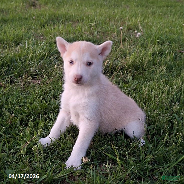 Gerberian Shepsky dogs Daisy - Ad 1