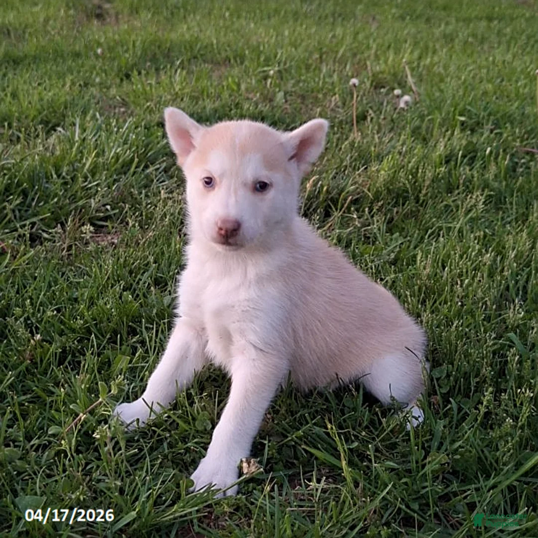 Gerberian Shepsky dogs for sale: Daisy - Ad 1
