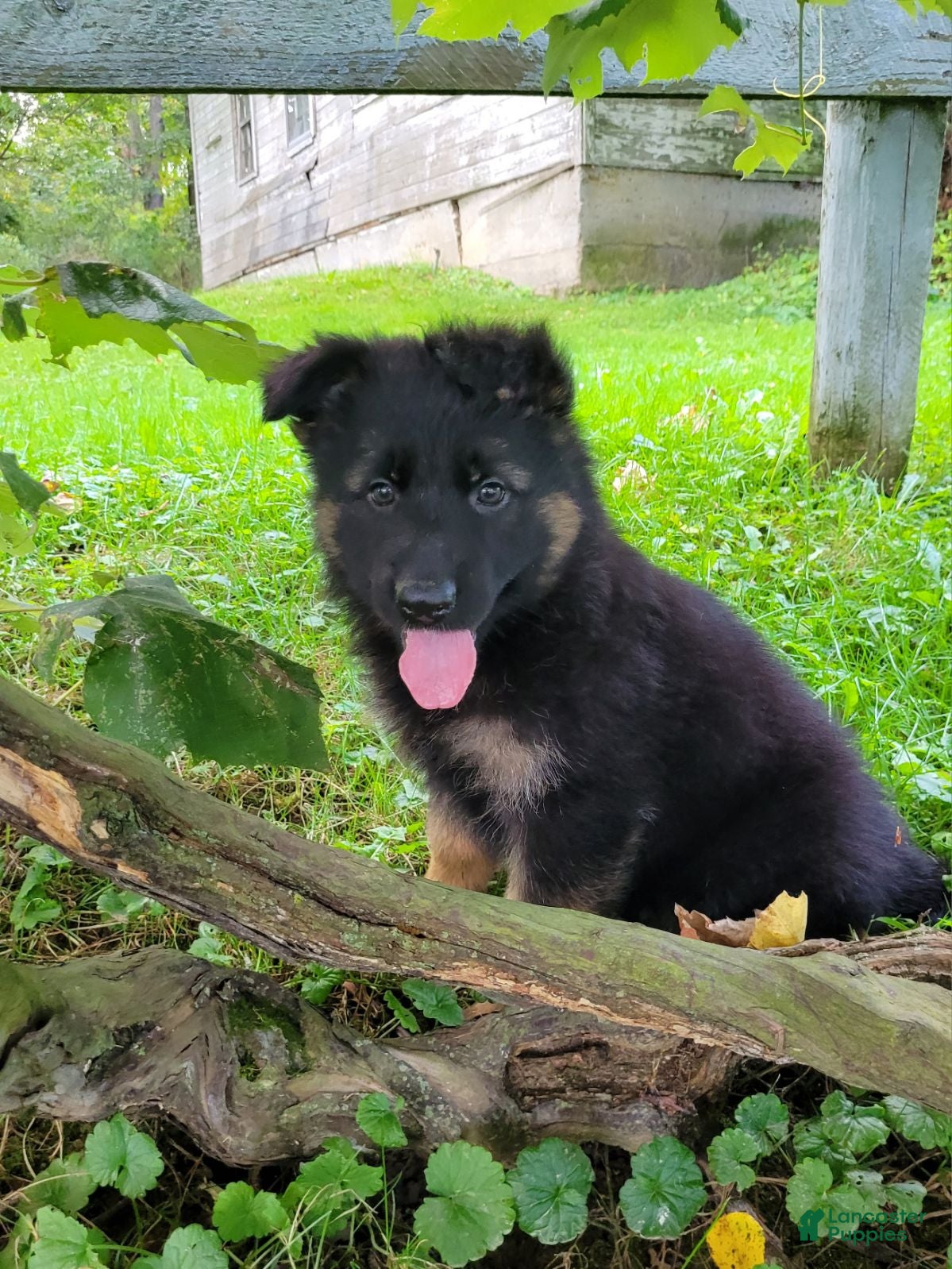 German Shepherd dogs Stella - Ad 1