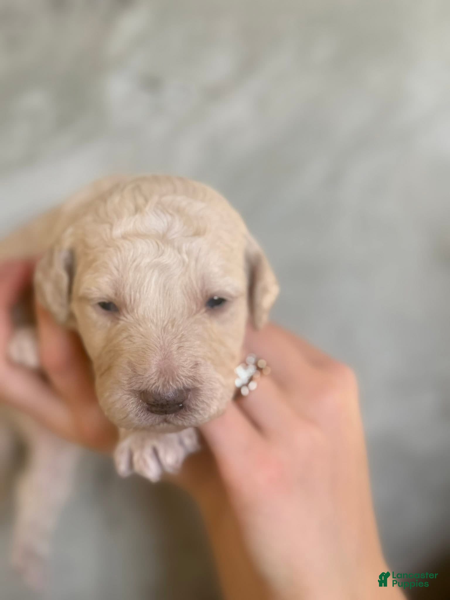 Goldendoodle dogs Mozzarello - Ad 21