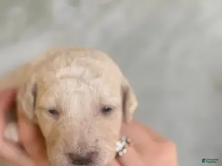 Goldendoodle dogs Mozzarello - Ad 21