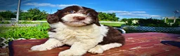 Havapoo dogs for sale: Bubbles - Ad 19