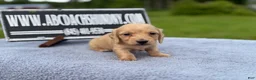 Miniature Dachshund dogs for sale: South African AKC Carrie’s Choc CR - Ad 11