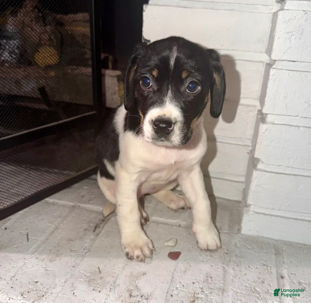 English Springer Spaniel dogs for sale: English Springer Spaniel Puppy 2 - Ad 1