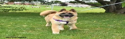Akita dogs for sale: Flint - Ad 4