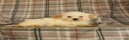 Mixed Breed dogs for sale: Una  - Ad 5