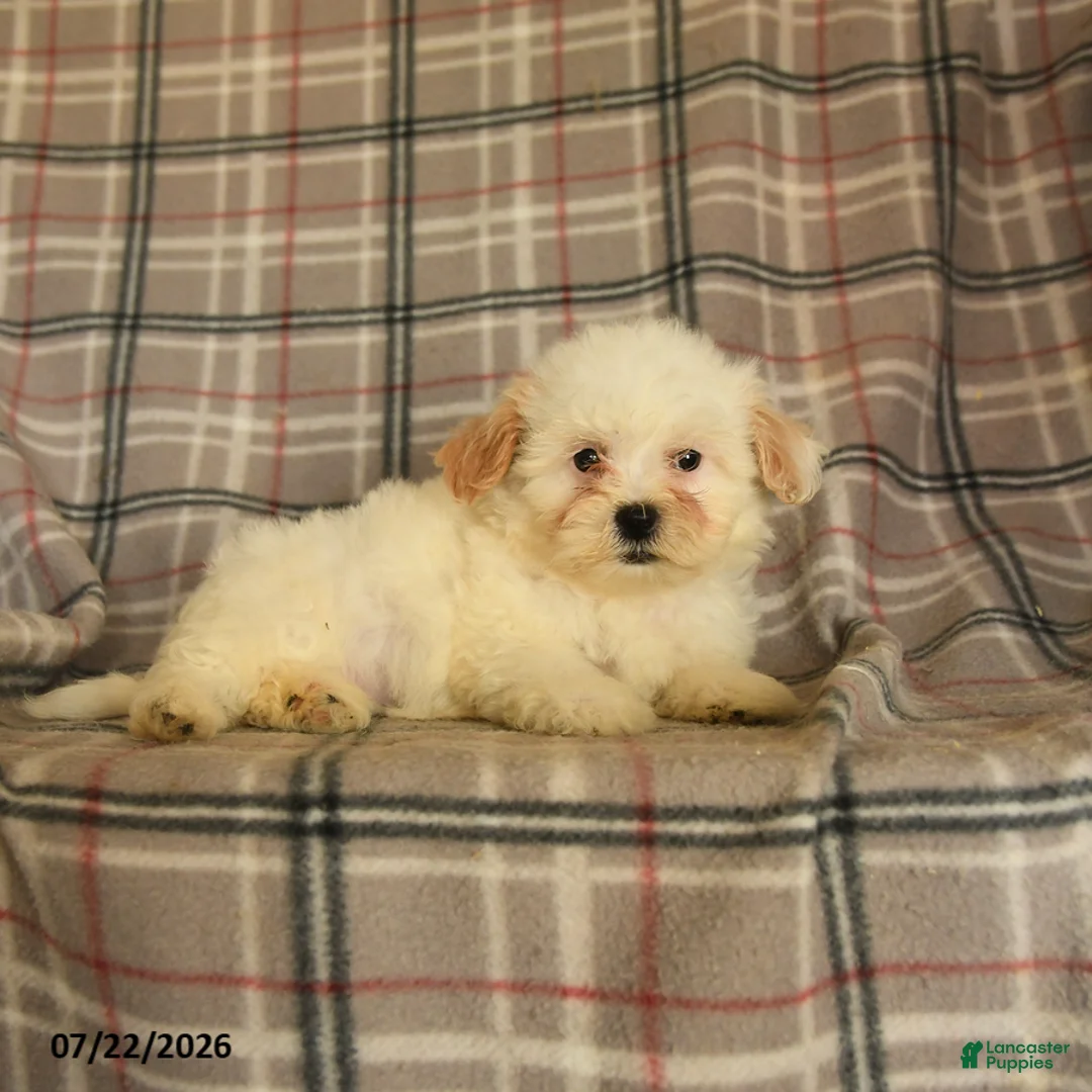 Mixed Breed dogs for sale: Una  - Ad 5