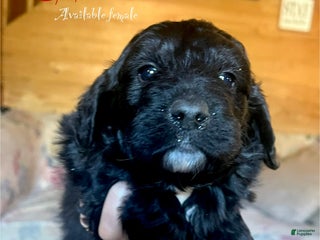 Mixed Breed dogs Blizzard - Ad 24