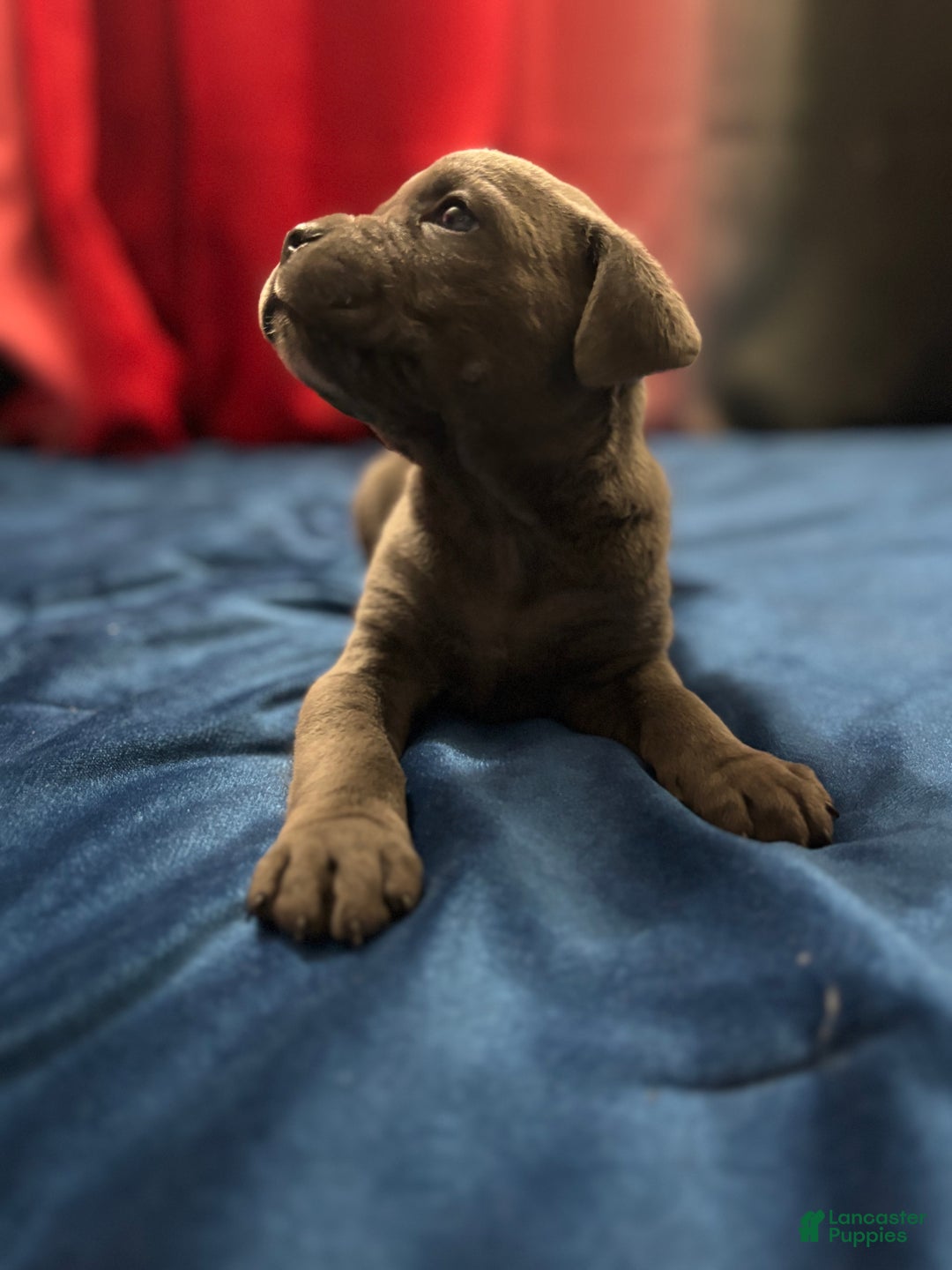 Cane Corso dogs for sale: Neeko - Ad 2