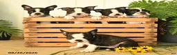 Boston Terrier dogs for sale: Max - Ad 3