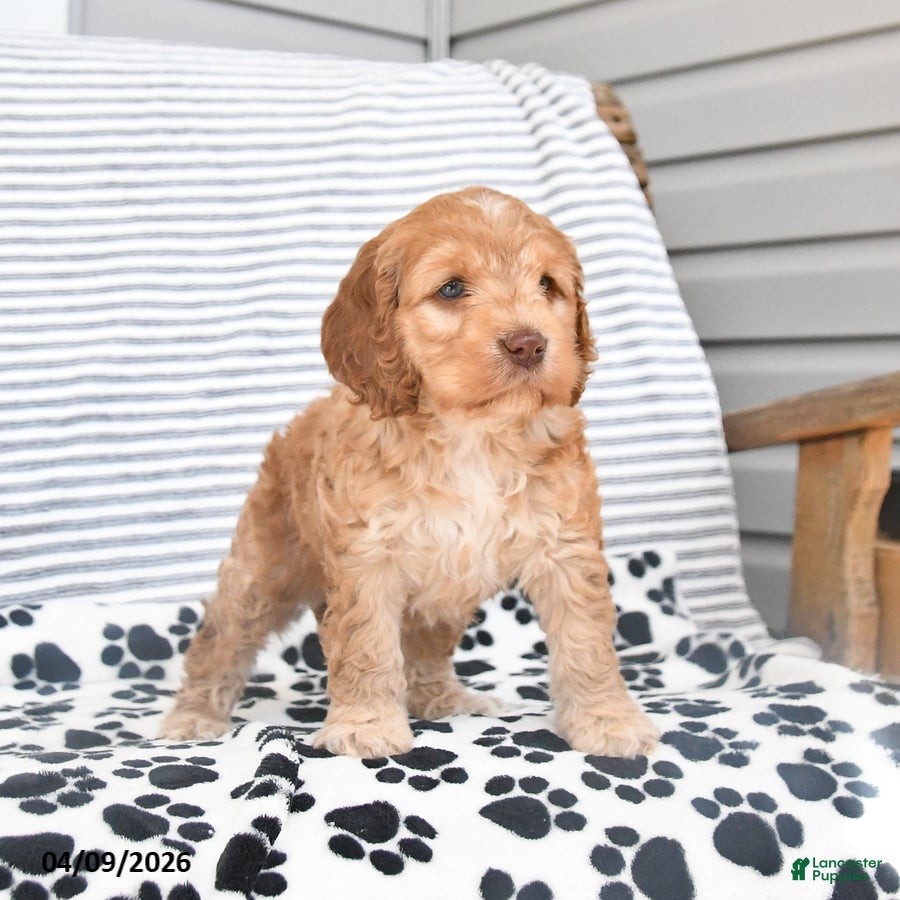 Mixed Breed dogs Polly - Ad 1