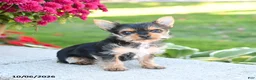 Yorkshire Terrier dogs for sale: Zoey - Ad 2