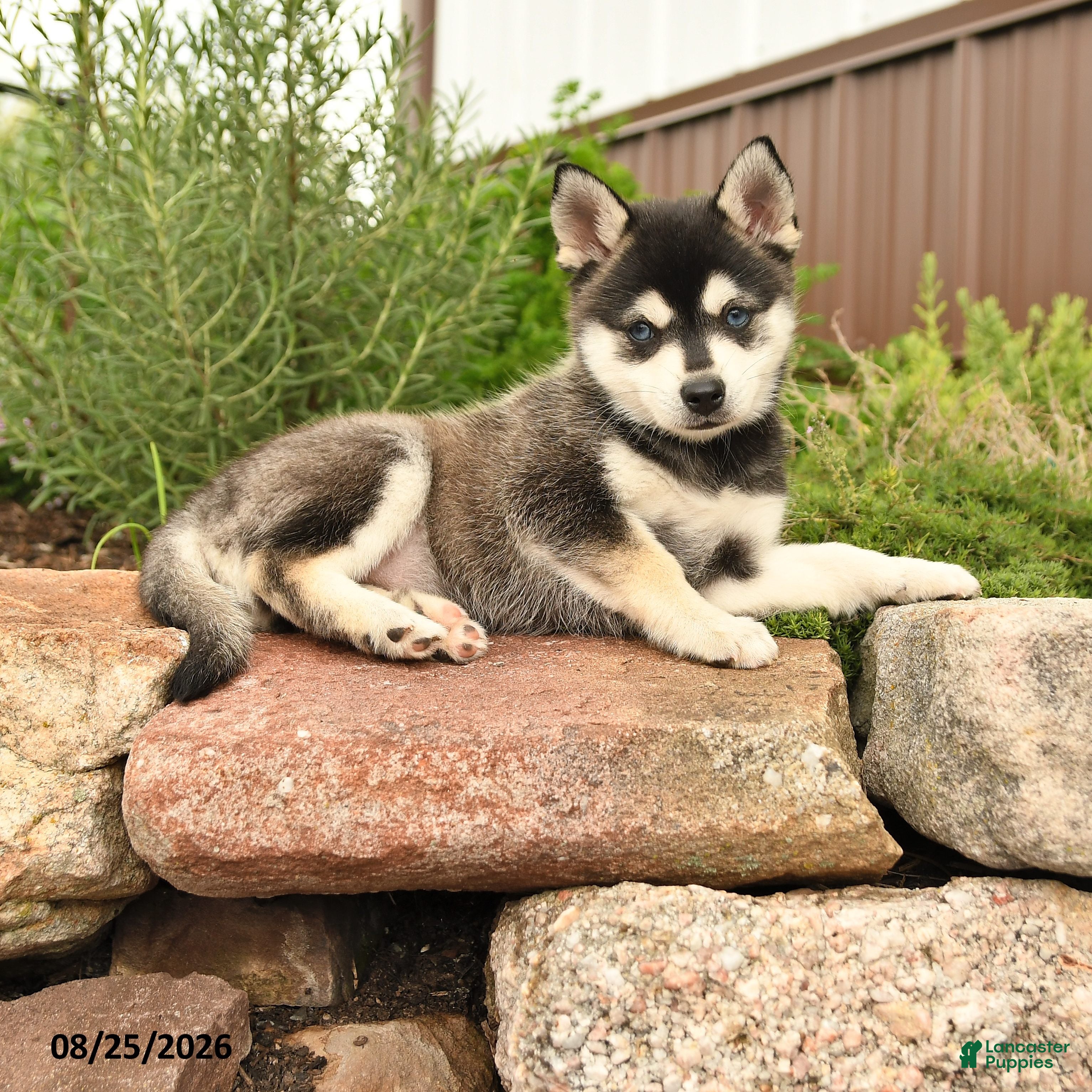 Alaskan Klee Kai dogs Gianna - Ad 1