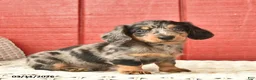 Dachshund dogs for sale: Tommy  - Ad 3