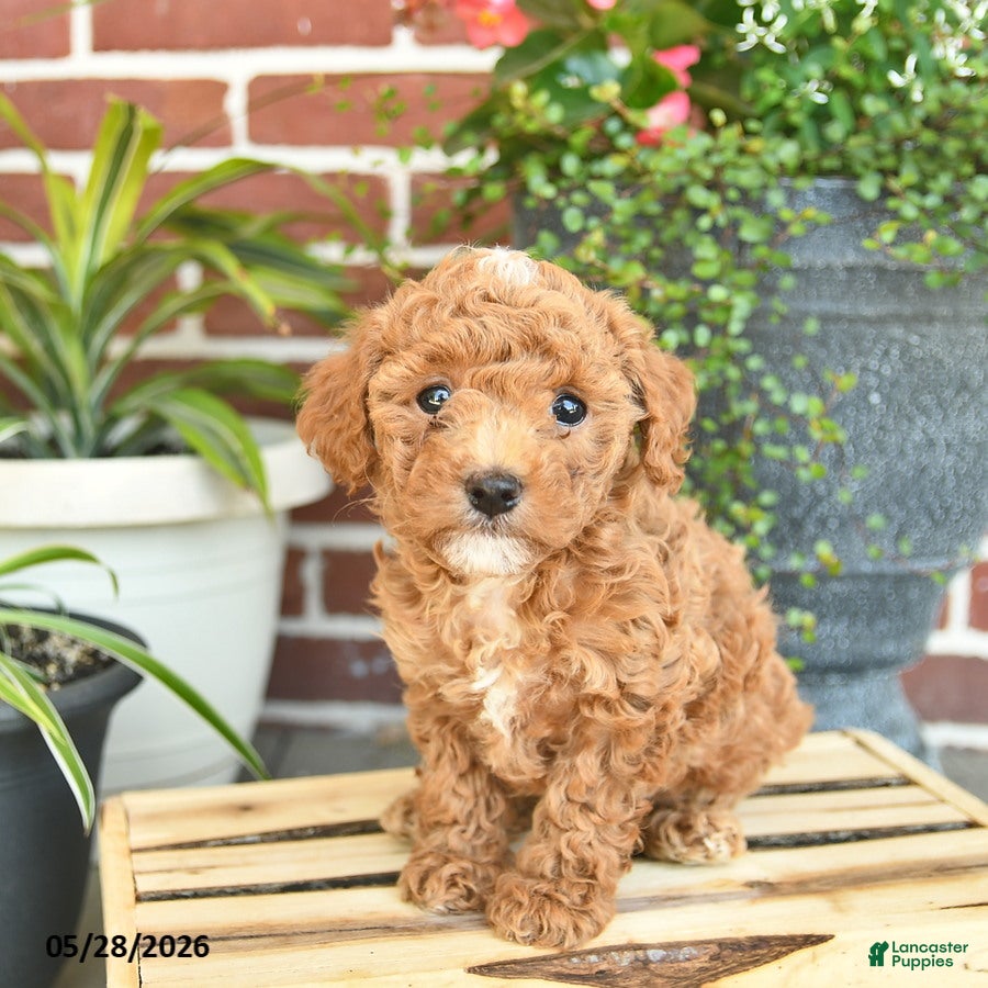 Toy Poodle dogs for sale: Jewel  - Ad 3