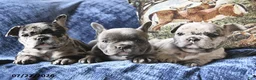 French Bulldog dogs for sale: Snow White  - Ad 5