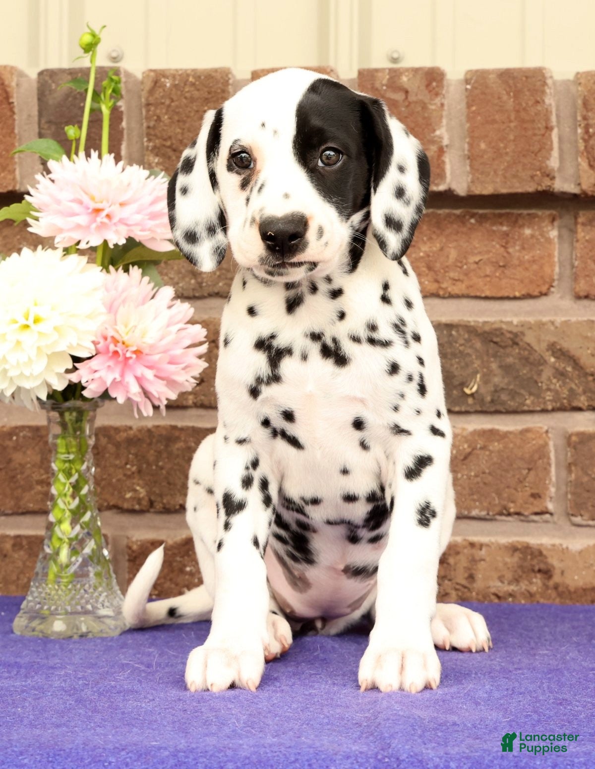 Dalmatian dogs Abby - Ad 2