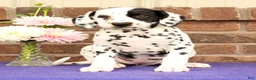 Dalmatian dogs for sale: Abby - Ad 2