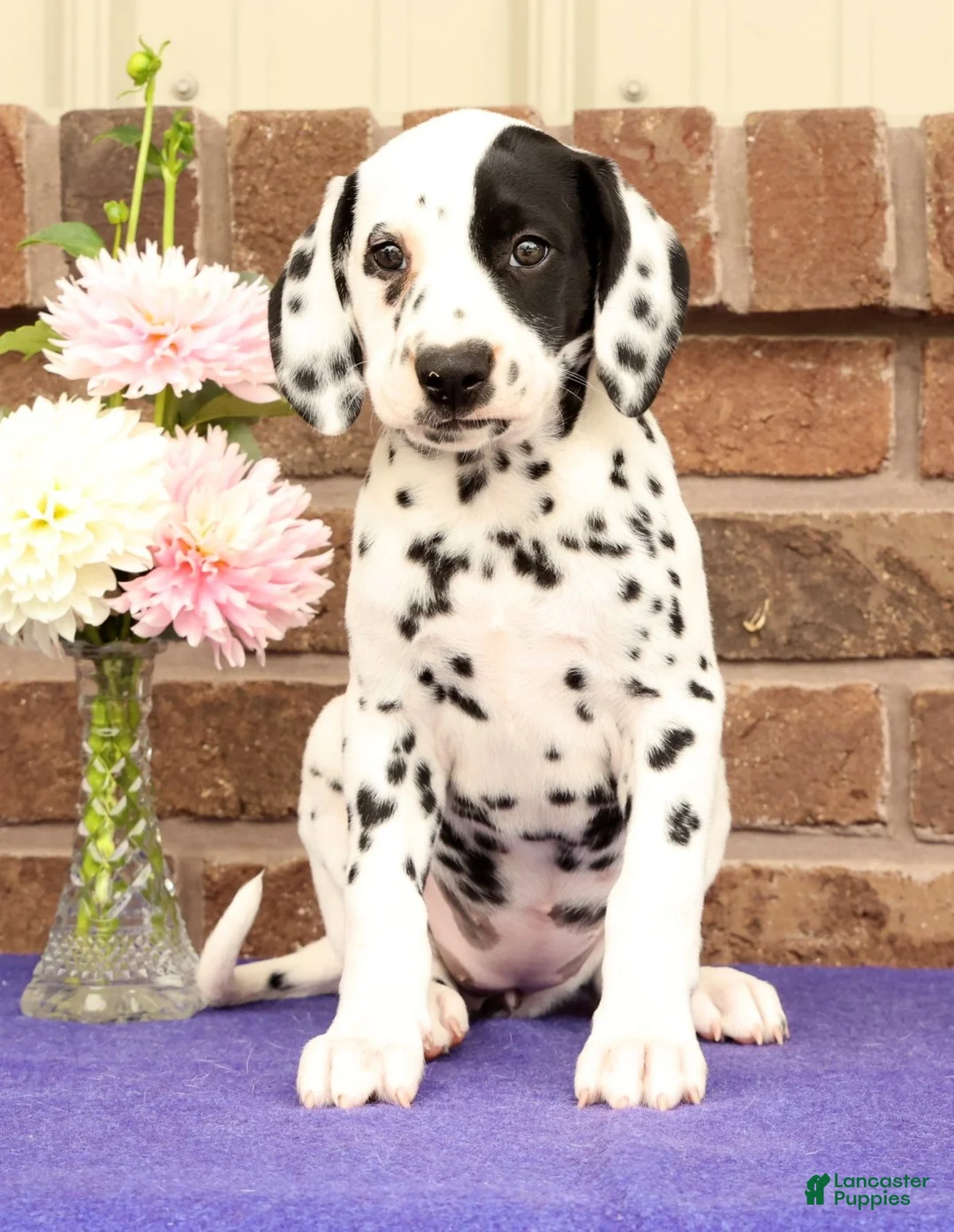 Dalmatian dogs for sale: Abby - Ad 2